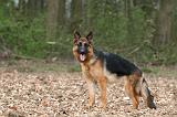 BERGER ALLEMAND 1013